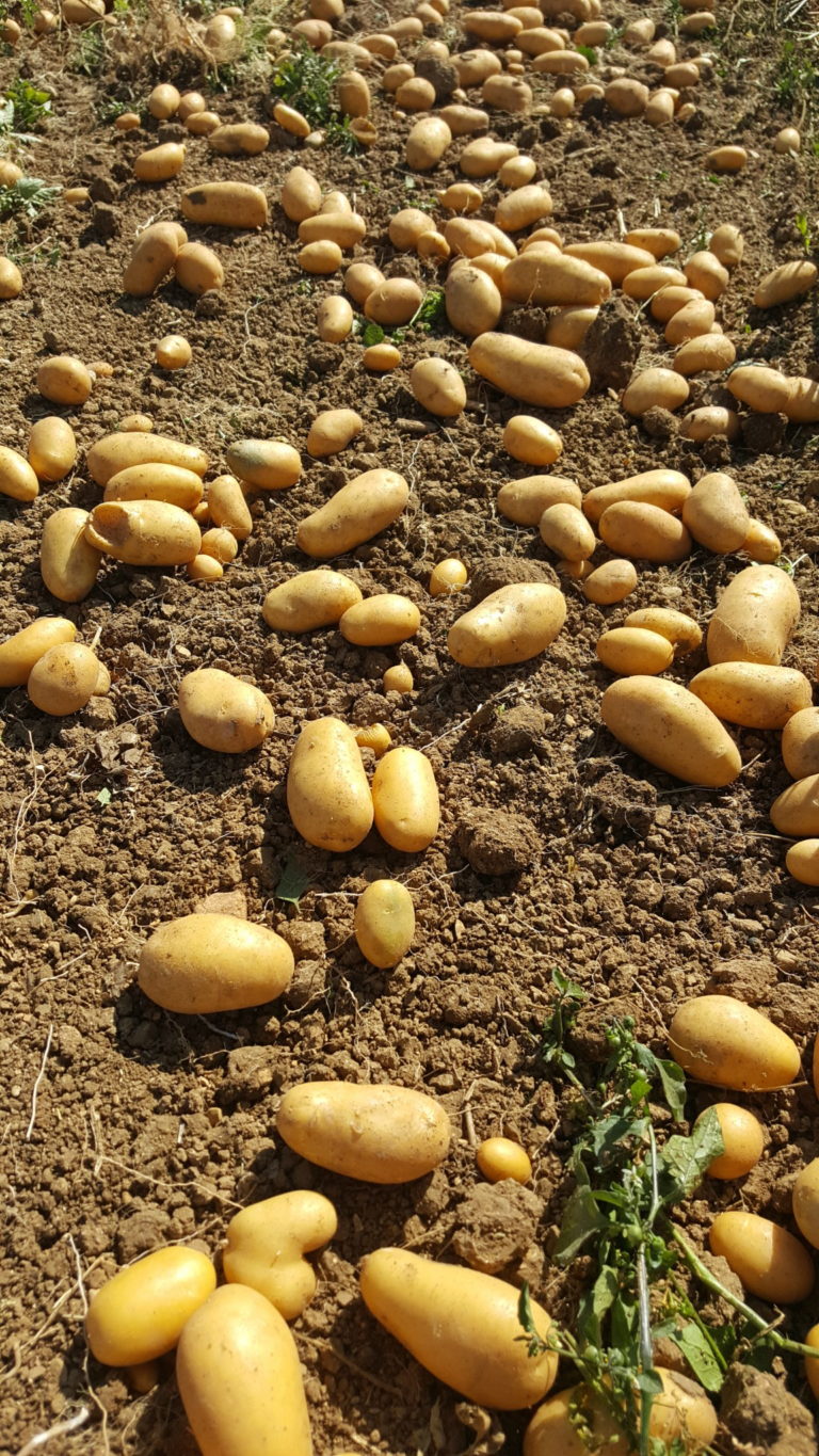 Au Potager De Becheret Ramassage Des Pommes De Terre