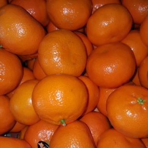 clementine maroc au-potager-de-becheret ©