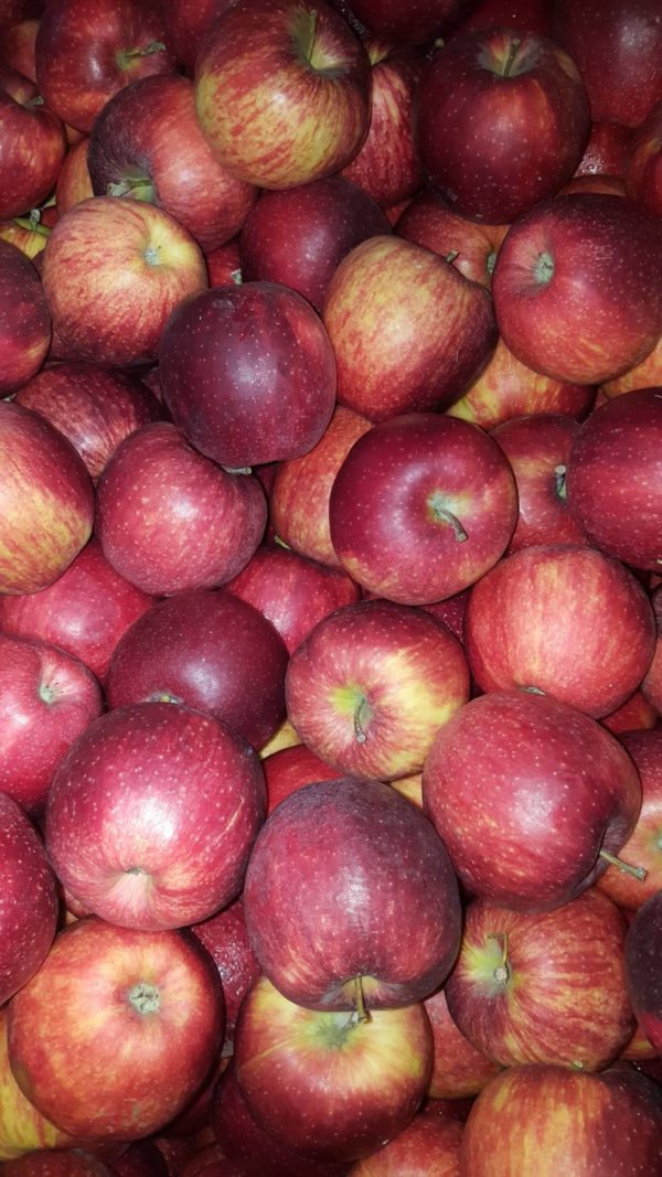 pomme sucrée au-potager-de-becheret©