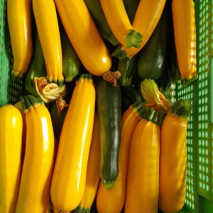 courgette au-potager-de-becheret©